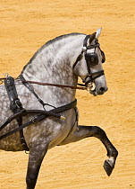 Purebred grey Andulasian stallion carriage horse, high trotting, Carriages Exhibition, Seville, Spain