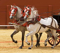 Pair of purebred grey Andulasian stallion carriage horses, trotting, Carriages Exhibition, Seville, Spain