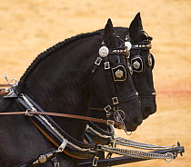 Pair of purebred black Andulasian stallion carriage horses, Carriages Exhibition, Seville, Spain