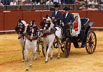 Trio of purebred grey Andulasian carriage horses pulling carriage,  Carriages Exhibition, Seville, Spain