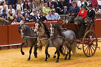 Trio of purebred grey Andulasian stallion carriage horses pulling carriage,  Carriages Exhibition, Seville, Spain