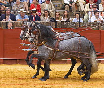 Trio of purebred grey Andulasian stallion carriage horses,  Carriages Exhibition, Seville, Spain