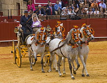 Two pairs of purebred grey Andulasian carriage horses pulling carriage,  Carriages Exhibition, Seville, Spain