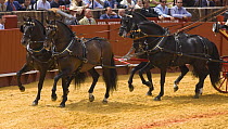 Two pairs of purebred bay Andulasian carriage horses pulling carriage,  Carriages Exhibition, Seville, Spain