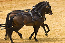 Piar of purebred bay Andulasian carriage horses,  Carriages Exhibition, Seville, Spain