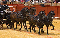 Two pairs of purebred bay Andulasian stallion carriage horses pulling carriage,  Carriages Exhibition, Seville, Spain