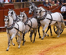 five purebred grey Andulasian carriage horses pulling carriage,  Carriages Exhibition, Seville, Spain
