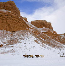 Cowboy leading Quarter horses pack train in the snow at Flitner Ranch, Shell, Wyoming, USA. Model released.