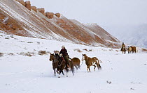 Cowboys leading Quarter horses pack train in the snow at Flitner Ranch, Shell, Wyoming, USA  Model released