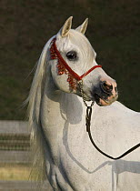 Purebred grey Arabian stallion, head shot, Ojai, California, USA