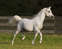 Purebred grey Arabian stallion, trotting, Ojai, California, USA