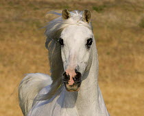Purebred grey Arabian stallion, head shot, Ojai, California, USA