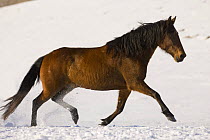 Bay Peruvian Paso gelding running in the snow at Flitner Ranch, Shell, Wyoming, USA