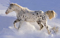 Leopard appaloosa horse running in the snow at Flitner Ranch, Shell, Wyoming, USA