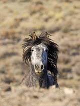 Mustang / wild horse, grey stallion running, Adobe Town Herd Management Area, Southwestern Wyoming, USA