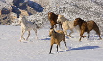 Quarter horses running in the snow at Flitner Ranch, Shell, Wyoming, USA
