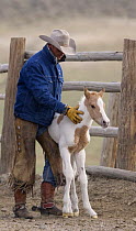 Cowboy steadying newborn foal, Sombrero Ranch, Craig, Colorado, USA Model released