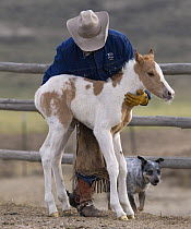 Cowboy holding newborn foal, Sombrero Ranch, Craig, Colorado, USA Model released