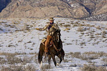 Cowboy making a loop while riding in snow, Flitner Ranch, Shell, Wyoming, USA Model released