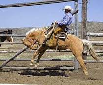 Cowboy riding bucking palomino horse, Sombrero Ranch, Craig, Colorado, USA Model released