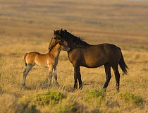 Mustang / Wild Horse foal and yearling, mutual grooming at sunset, McCullough Peaks Herd Area, Cody, Wyoming, USA,