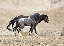Mustang / wild horse stallion approaching mare to mate with her, Adobe Town Herd Management Area, Southwestern Wyoming, USA, sequence 1/4