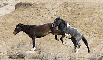 Mustang / wild horse mare kicking out at stallion attempting to mate with her, Adobe Town Herd Management Area, Southwestern Wyoming, USA, sequence 2/4