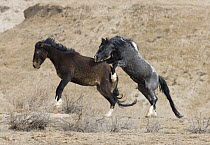 Mustang / wild horse stallion mounting mare to mate with her, Adobe Town Herd Management Area, Southwestern Wyoming, USA, sequence 3/4