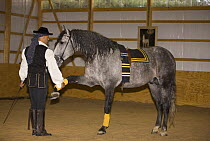 Purebred grey Andalusian stallion learning to do Jambette, Castle Rock, Colorado, USA,  Model released