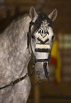 Purebred grey Andalusian mare wearing horsehair bridle decoration, Moscera, Castle Rock, Colorado, USA,