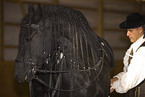 Purebred black Friesian stallion in Spanish costume, Castle Rock, Colorado, USA Model released