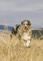 Purebred male Australian Shepherd dog, puppy in grass, Longmont, Colorado, USA