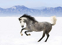Purebred grey Andalusian mare running in the snow, Longmont, Colorado, USA