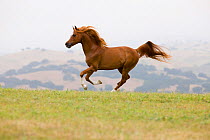 Purebred chestnut Arabian stallion running, Ojai, California, USA