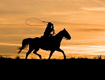 Silhouette of cowboy trotting, swinging a loop at sunset, Flitner Ranch, Shell, Wyoming, USA Model released