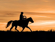 Silhouette of cowboy trotting at sunset, Flitner Ranch, Shell, Wyoming, USA Model released