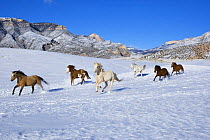 Horses run at Flitner Ranch in snow, Shell, Wyoming, USA
