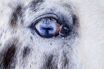Close up of blue eye of Leopard Appaloosa horse, Flitner Ranch, Shell, Wyoming, USA