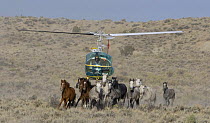 Mustangs / Wild horses running from helicopter at round-up, Sand Wash Herd Area, near Maybell, Colorado, USA