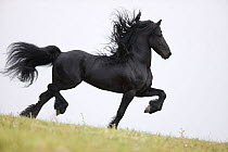 Purebred black Friesian stallion doing passage, Ojai, California, USA,