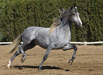 Purebred grey Andalusian stallion trotting, Ejicia, Spain