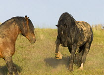Mustang / Wild Horse stallion pawing in front of another stallion, McCullough Peaks Herd Area, Cody, Wyoming, USA