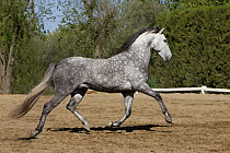 Purebred grey stallion Andalusian horse trotting, Ejicia, Spain
