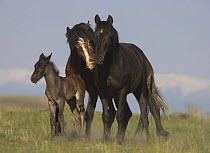 Wild Horse / Mustang stallion nuzzling mare with foal, McCullough Peaks Herd Area, Cody, Wyoming, USA