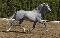 Purebred Andalusian grey stallion trotting, Ejicia, Spain