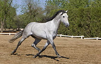 Purebred Andalusian grey mare trotting, Ejicia, Spain