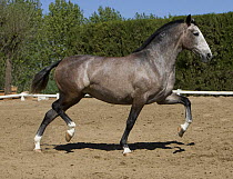 Purebred young grey Andalusian mare trotting, Ejicia, Spain