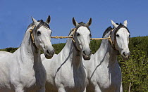 Three purebred grey Andalusian mares training in a cobra harness, Ejicia, Spain