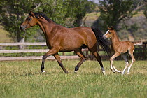 Purebred bay Arabian mare and foal, Ojai, California, USA