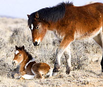 Wild Horses / Mustangs, pinto foal and pinto yearling in winter, McCullough Peaks Herd Area, Cody, Wyoming, USA